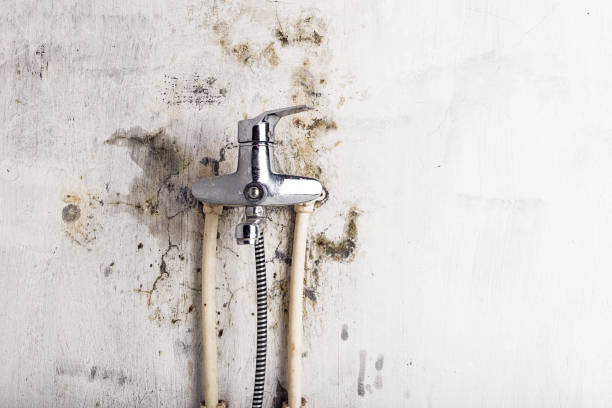 Best Mold Testing and Removal  in Tempe, AZ