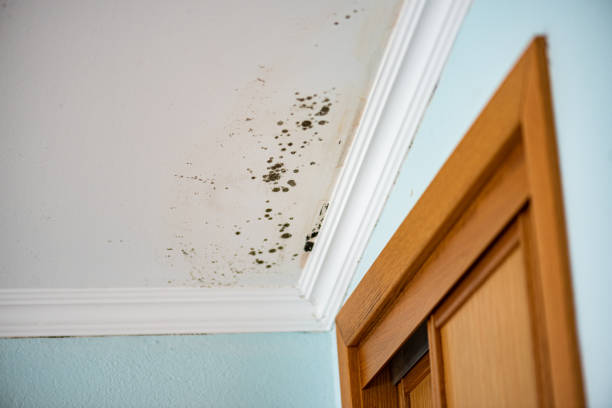 Mold Testing and Removal in Tempe, AZ