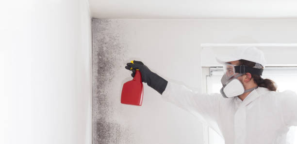 Home Mold Removal in Tempe, AZ