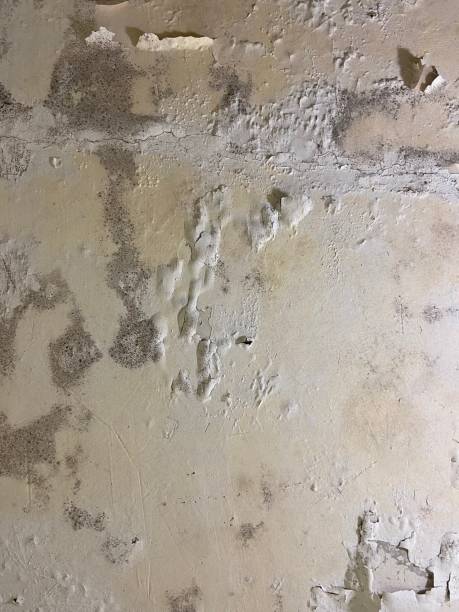 Best Commercial Mold Removal  in Tempe, AZ