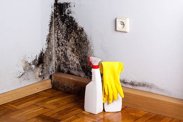 Mold Removal Process in Tempe, AZ