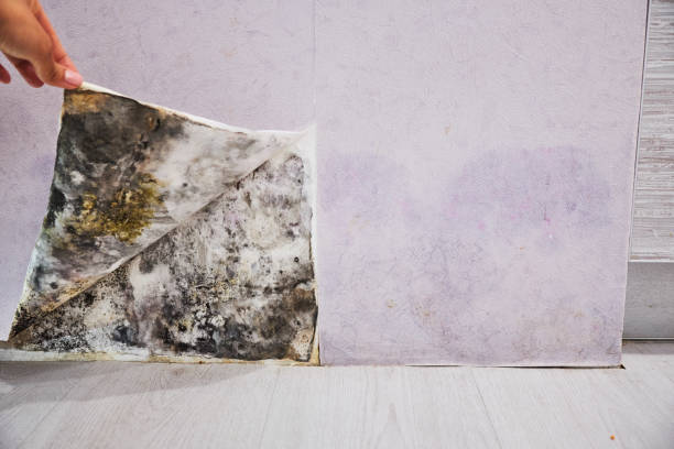 Best Black Mold Removal  in Tempe, AZ